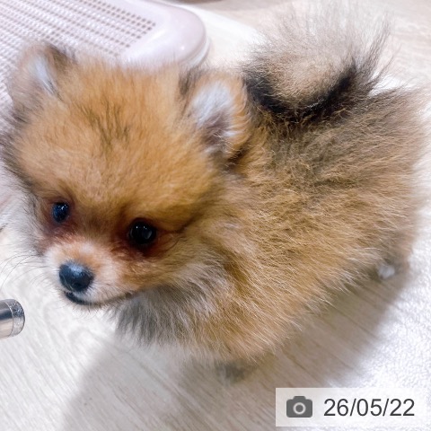 大阪府のポメラニアン (ペットプラス イオン大日店/2026年3月8日生まれ/女の子/オレンジ)の子犬の3枚目の画像