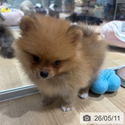 ポメラニアンの写真