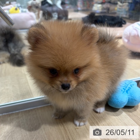 ポメラニアンの写真
