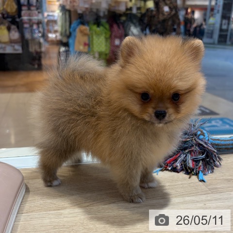 ポメラニアンの写真