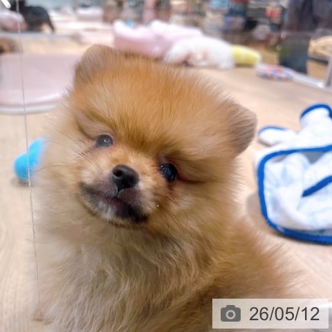 ポメラニアンの写真