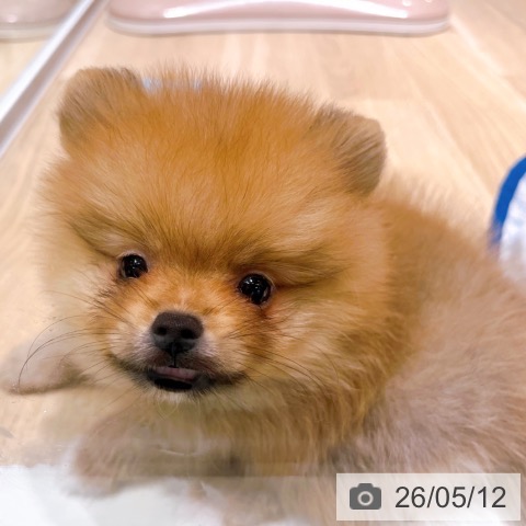 ポメラニアンの写真