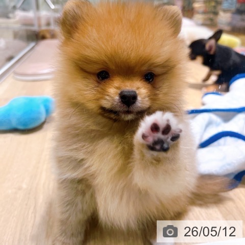 ポメラニアンの写真