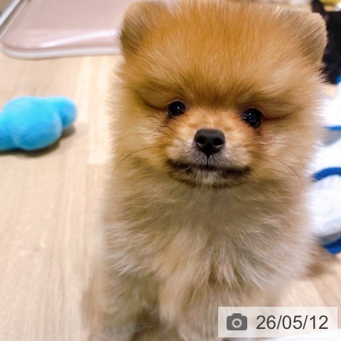 ポメラニアンの写真