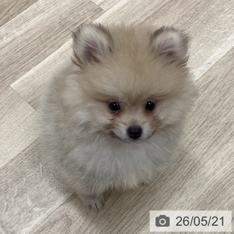 新潟県のポメラニアン (ペットプラス 新潟南店/2026年3月11日生まれ/男の子/クリームセーブル)の子犬の3枚目の画像