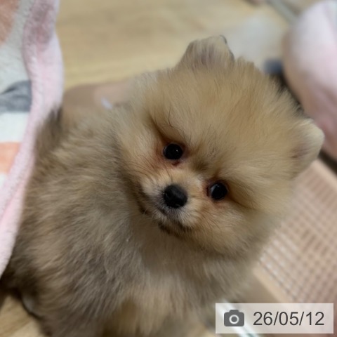 ポメラニアンの写真