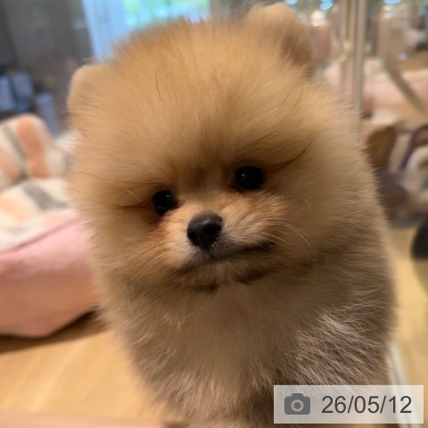 ポメラニアンの写真