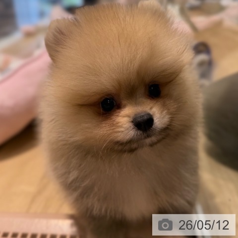 ポメラニアンの写真