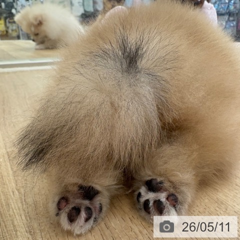ポメラニアンの写真