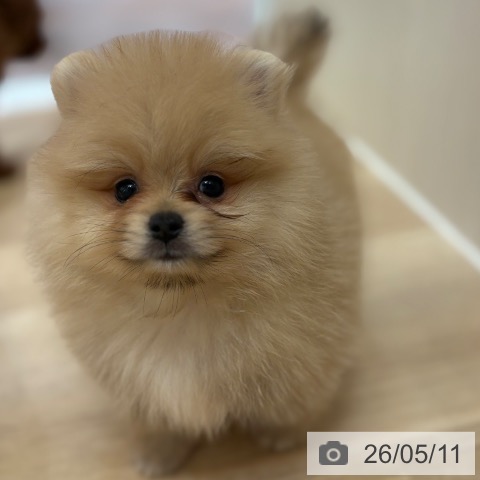 ポメラニアンの写真