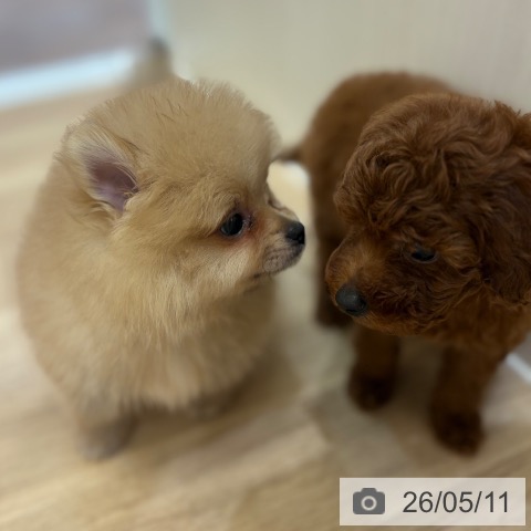 ポメラニアンの写真