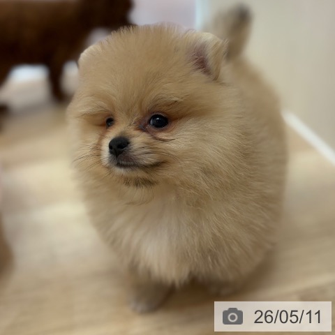 ポメラニアンの写真