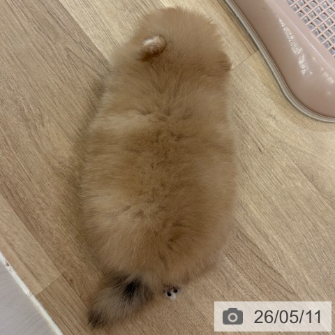 ポメラニアンの写真