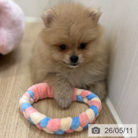 ポメラニアンの写真