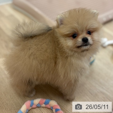 ポメラニアンの写真