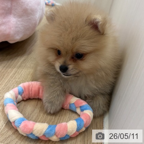 ポメラニアンの写真