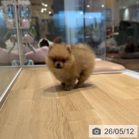 ポメラニアンの写真