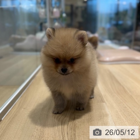 ポメラニアンの写真