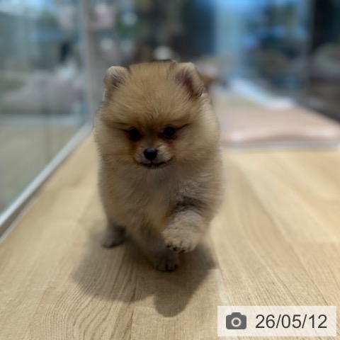 ポメラニアンの写真