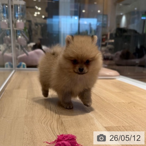 ポメラニアンの写真