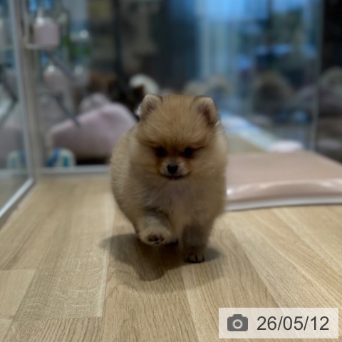 ポメラニアンの写真