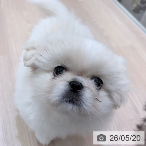 京都府のペキニーズ (ペットプラス 京都桂川店/2026年3月12日生まれ/男の子/クリーム)の子犬の3枚目の画像