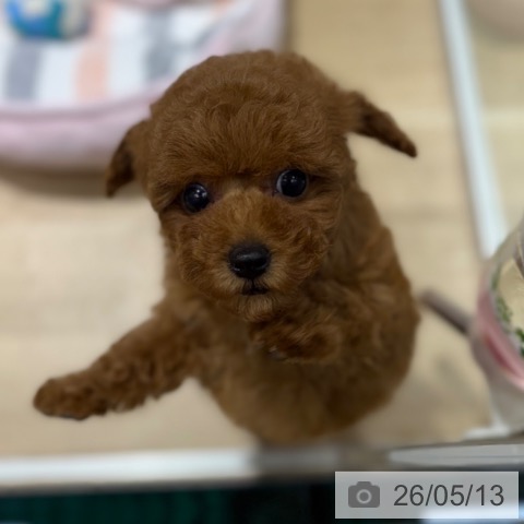 トイ・プードルの写真