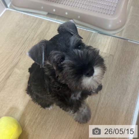 京都府のミニチュアシュナウザー (ペットプラス イオンモールKYOTO店/2026年3月7日生まれ/男の子/ソルトペッパー)の子犬の4枚目の画像