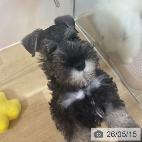 京都府のミニチュアシュナウザー (ペットプラス イオンモールKYOTO店/2026年3月7日生まれ/男の子/ソルトペッパー)の子犬の3枚目の画像