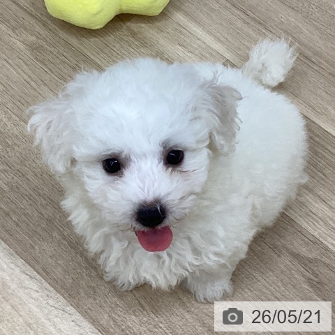 新潟県のビションフリーゼ (ペットプラス 新潟南店/2026年3月12日生まれ/男の子/ホワイト)の子犬の3枚目の画像