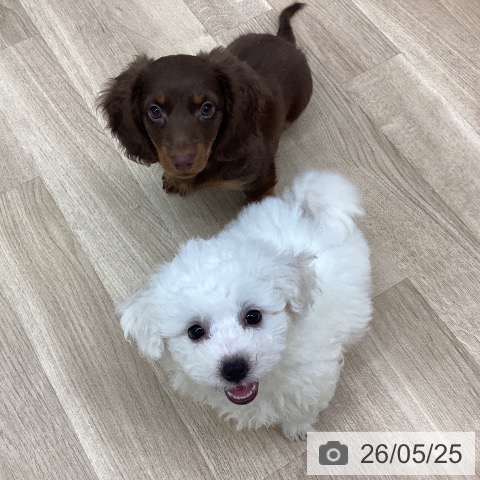 新潟県のビションフリーゼ (ペットプラス 新潟南店/2026年3月12日生まれ/男の子/ホワイト)の子犬の3枚目の画像