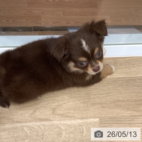 チワワの写真