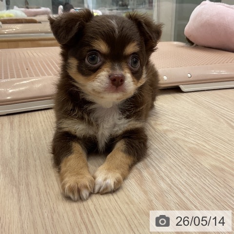 チワワの写真