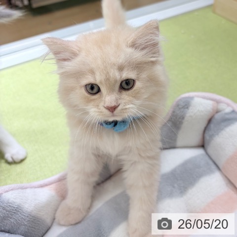 京都府のラガマフィン (ペットプラス 京都桂川店/2026年3月13日生まれ/男の子/クリームタビー)の子猫の4枚目の画像