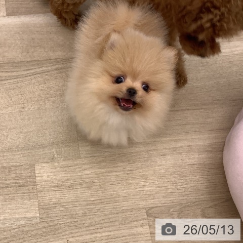 ポメラニアンの写真