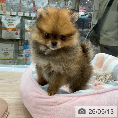 ポメラニアンの写真