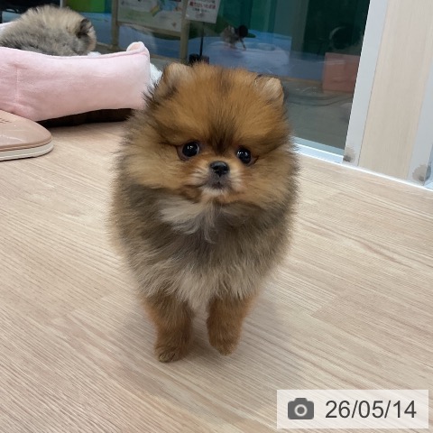ポメラニアンの写真