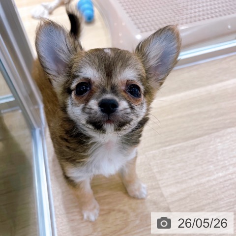 大阪府のチワワ(ロング) (ペットプラス イオン大日店/2026年3月5日生まれ/男の子/フォーンホワイト)の子犬の3枚目の画像