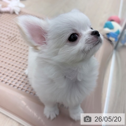 京都府のチワワ(ロング) (ペットプラス 京都桂川店/2026年3月5日生まれ/男の子/ホワイトクリーム)の子犬の4枚目の画像