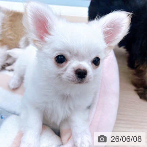 京都府のチワワ(ロング) (ペットプラス 京都桂川店/2026年3月5日生まれ/男の子/ホワイトクリーム)の子犬の3枚目の画像