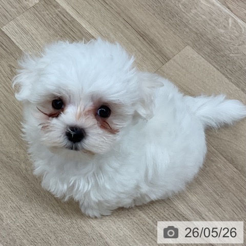 新潟県のマルチーズ (ペットプラス 新潟南店/2026年3月11日生まれ/男の子/ホワイト)の子犬の3枚目の画像