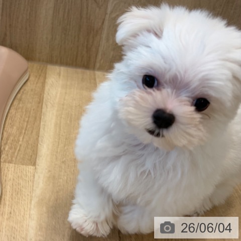 大阪府のマルチーズ (ペットプラス 堺北花田店/2026年3月11日生まれ/女の子/ホワイト)の子犬の3枚目の画像