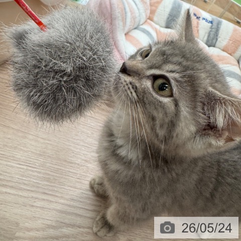 マンチカンの写真