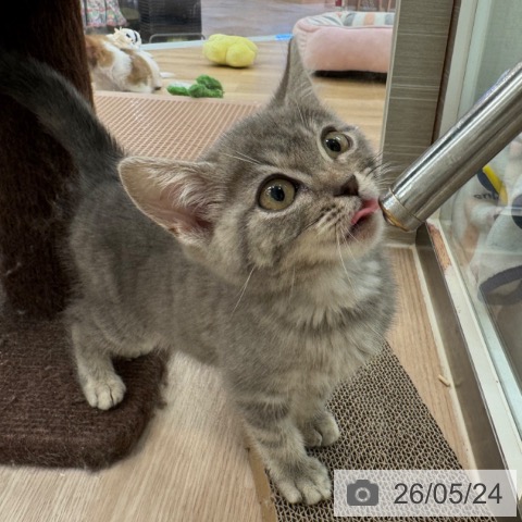 マンチカンの写真