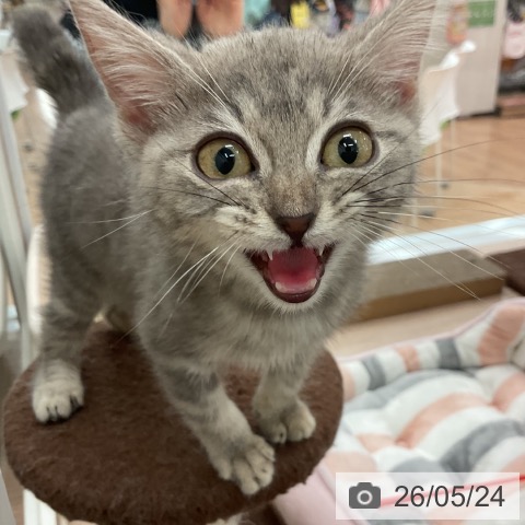マンチカンの写真