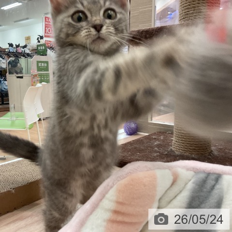 マンチカンの写真