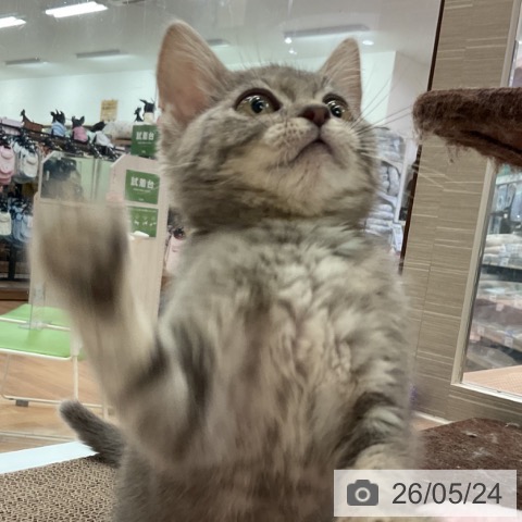 マンチカンの写真