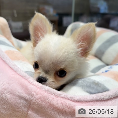 チワワの写真