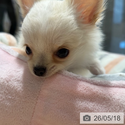 チワワの写真