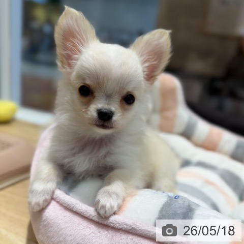 チワワの写真